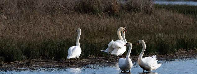 cygne en groupe 