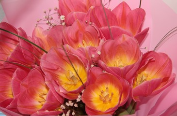 Pink Tulip buds on a delicate background.