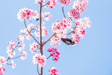 Cherry Blossom Woodpecker