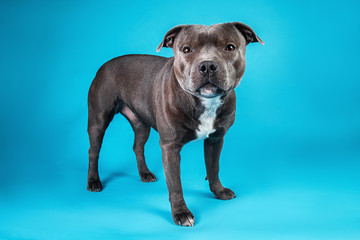 Adorable American Staffordshire Terrier standing in studio