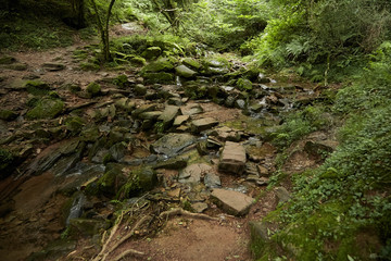 Stone path through a stream in a green deciduous forest. Hiking trail, creek, summer nature