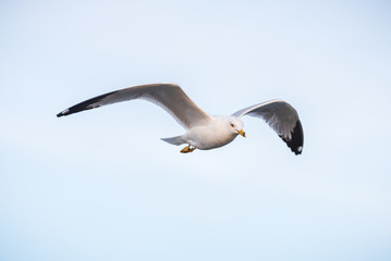 Seagulls searching for their next meal
