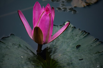 pink water lily in pond