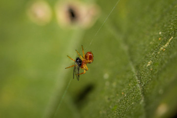 Nahaufnahme einer Spinne in ihrem Netz