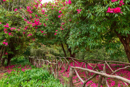 Caldeirao Verde Scenic Trail, Madeira Island, Portugal