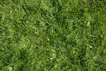 Green grass garden background texture pattern