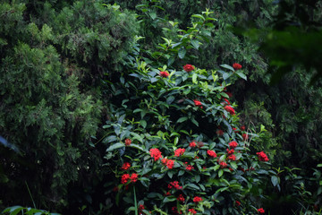 red flowers on tree