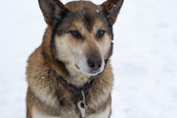 A muzzle of the big red dog with standing ears. He has a collar and a lead. It is winter. Close-up.