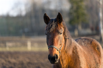 Fototapeta premium Portrait of young brown horse with white blaze at Tooma, a rural place in Estonia. Sunny bright spring day, blue sky. Animal is behind wooden fence and is looking towards photographer.