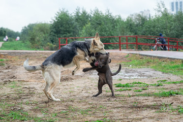American Staffordshire Terrier fighting with mongrel dog
