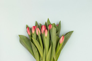 Fresh white tulip flowers bouquet in front of white brick wall.