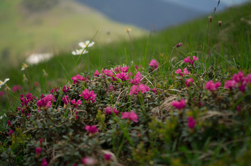 Obraz premium Rhododendron flowers in Carpathian mountains