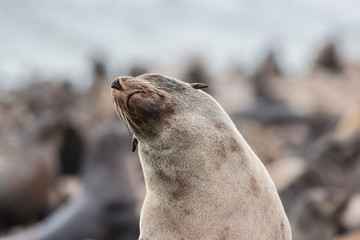 seal standing on a rock and posing
