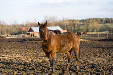 Fototapeta premium Portrait of young brown horse with white blaze at Tooma, a rural place in Estonia. Sunny bright spring day, blue sky. Animal is behind wooden fence and is looking towards photographer.