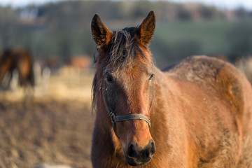 Obraz premium Portrait of young brown horse with white blaze at Tooma, a rural place in Estonia. Sunny bright spring day, blue sky. Animal is behind wooden fence and is looking towards photographer.