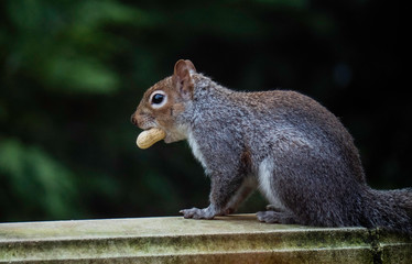 British Grey Squirrel stealing peanut
