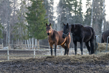 Two horses taking a nap in standing position at Tooma, a rural place in Estonia. Early evening in spring. Animals are in front of wooden fence on muddy field. Few trees behind.