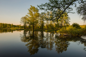 Reflection in the water of a forest lake of trees at sunset.