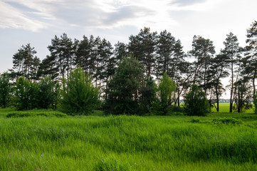 green meadow and pine forest on a sunny day.