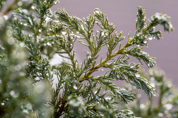 Nadelbaum mit Regentropfen
