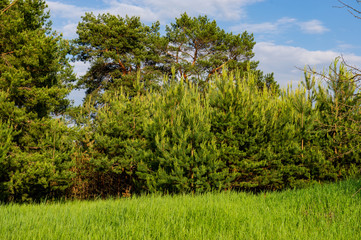 green meadow and pine forest on a sunny day.