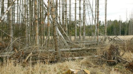 Spruce bast bark wood beetle pest Ips typographus infestation, tree infested attacked by European...