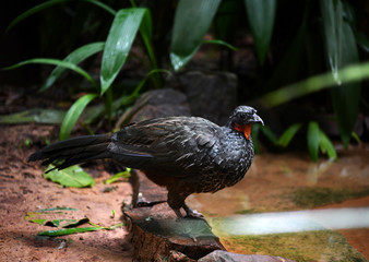 black bird in vivo in a national park in brazil