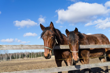 Portrait of the heads of two brown horses at Tooma, rural place in Estonia. Sunny bright spring day with few white clouds in blue sky. Animal is behind wooden fence. 