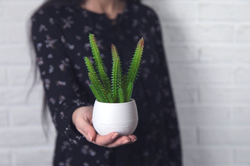 woman hand cactuse