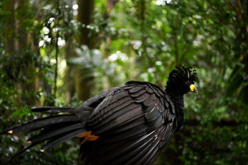 black bird in vivo in a national park in brazil