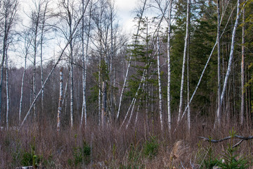 trees in forest