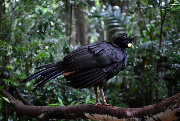 black bird in vivo in a national park in brazil