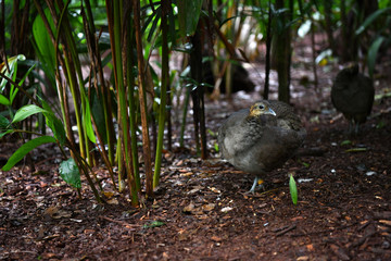 brown bird of class chicken in green thickets