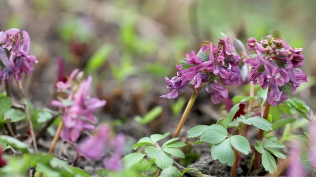 Violet blooming corydalis in light breeze. Dolly shot.