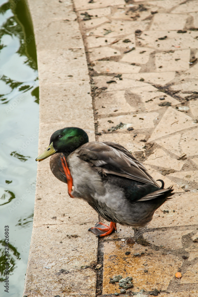 Wall mural eine Stockente am Rand eines Teich