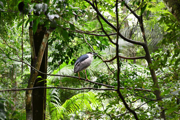 white-blue bird in vivo in a national park in brazil