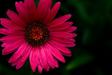Obraz premium Imperfect Gerber Daisy in Bloom