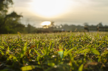 sunset in a field
