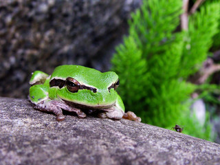 Macro portrait of green frog with ant