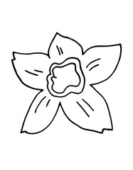 Narcissus flower outline illustration, vector decorative element. Easter flower.
