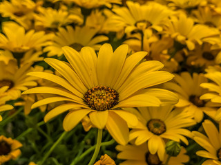 yellow flowers in the garden