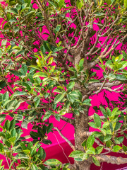 red flowers in the garden