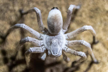 big white spider on sand