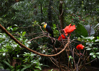 variegated black and yellow toucan in vivo in a national park in brazil