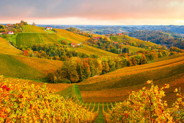 Famous wine region in beautiful autumn colors, wonderful vineyards near Maribor, close to the...