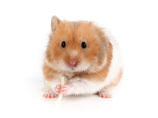 Funny Syrian hamster sits and eats pasta.
