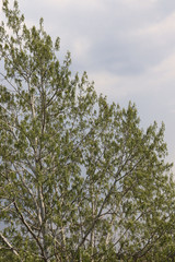 tree in spring