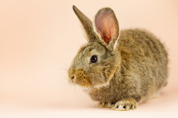 Rabbit on a beige background. Easter grey hare on a pastel pink background. Concept for the Easter holiday.