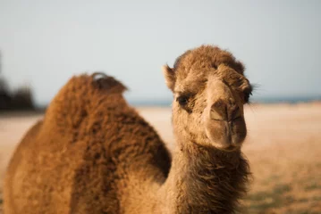 Foto op Plexiglas Camel © Bruce