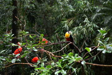 variegated black and yellow toucan in vivo in a national park in brazil